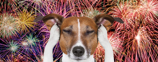 Fireworks and your pet!